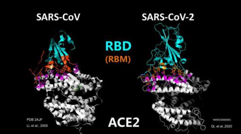 How to use pharmacological research to block coronavirus infections?