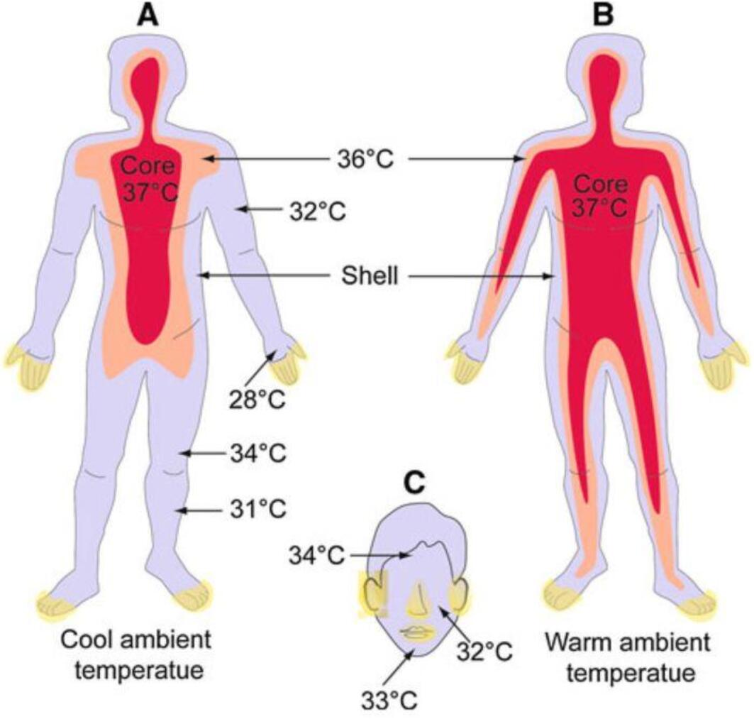Human body temperature drops by 0.03 °C every 10 years, study says