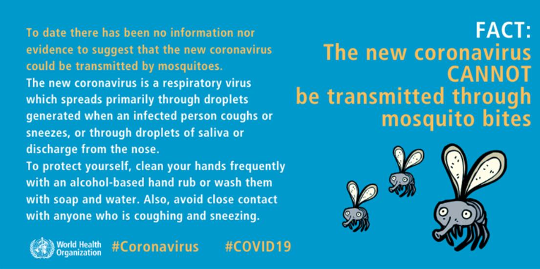 Can coronavirus be transmitted via mosquito bites? WHO explains