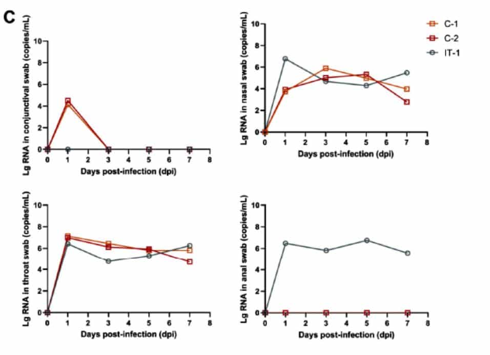 Coronavirus can infect humans through ocular conjunctiva, study says