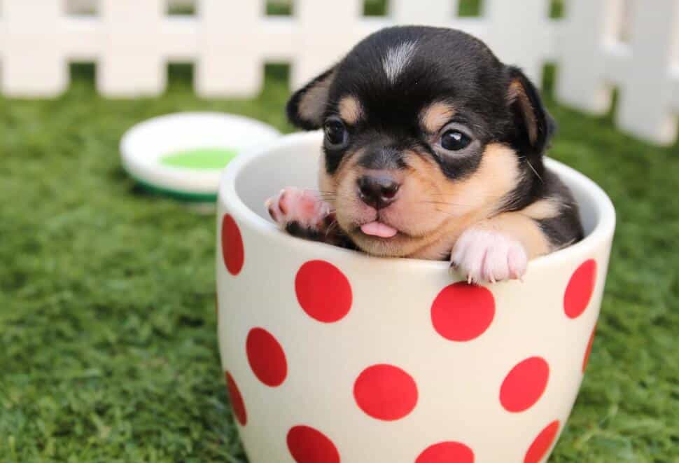 Do you need to panic as pet tested positive for coronavirus?