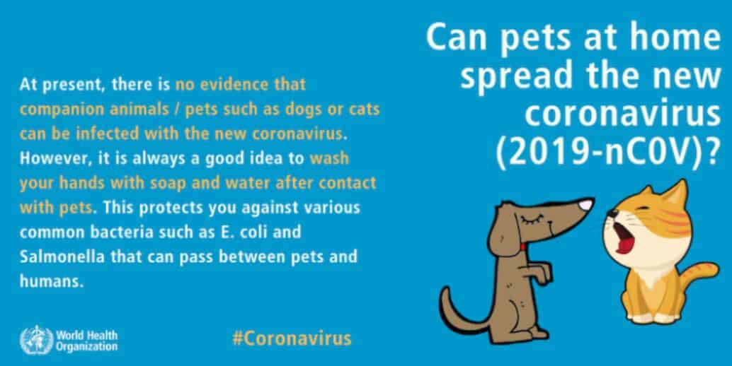 The world's first coronavirus-positive pet dog has died