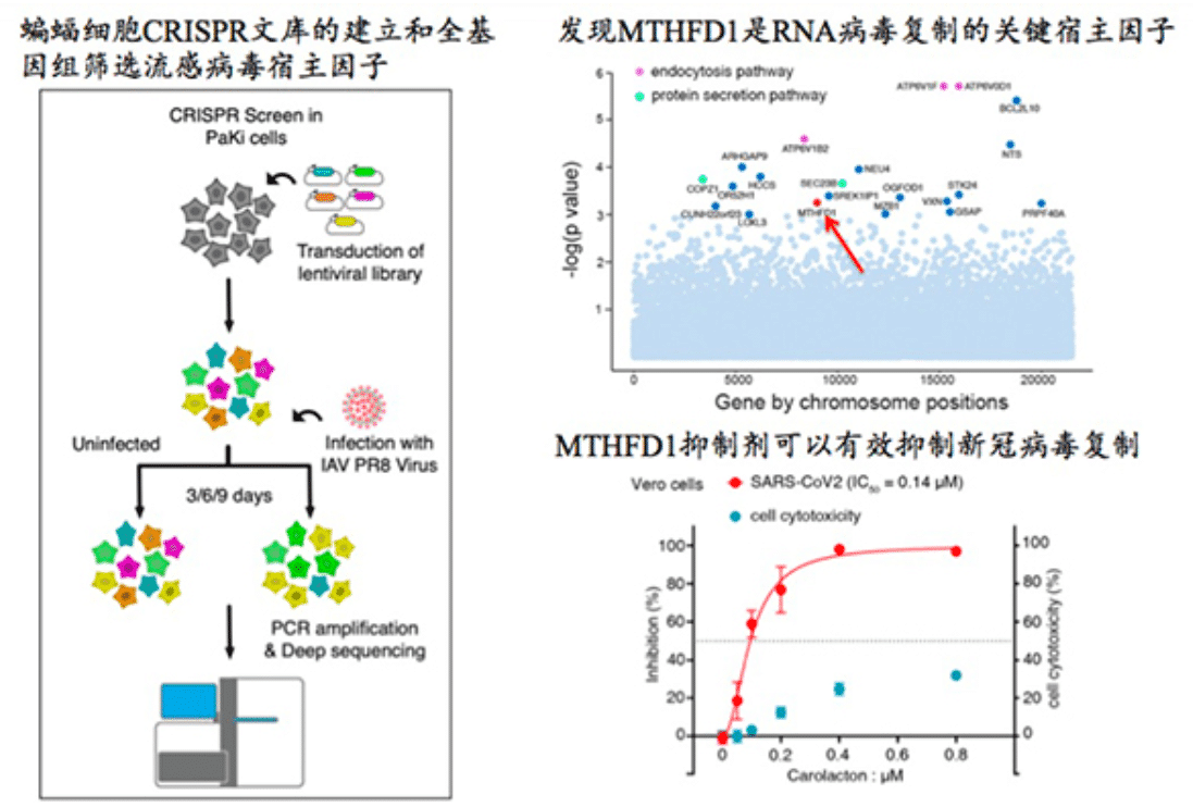 Study finds coronavirus inhibitors