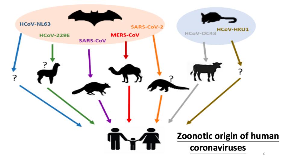 Ultimate explanation: What is a coronavirus? How should humans fight it?