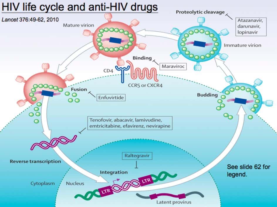 Ultimate explanation: What is a coronavirus? How should humans fight it?