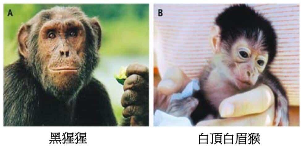 Ultimate explanation: What is a coronavirus? How should humans fight it?