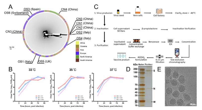 China-made coronavirus vaccine proves effective in rhesus monkeys