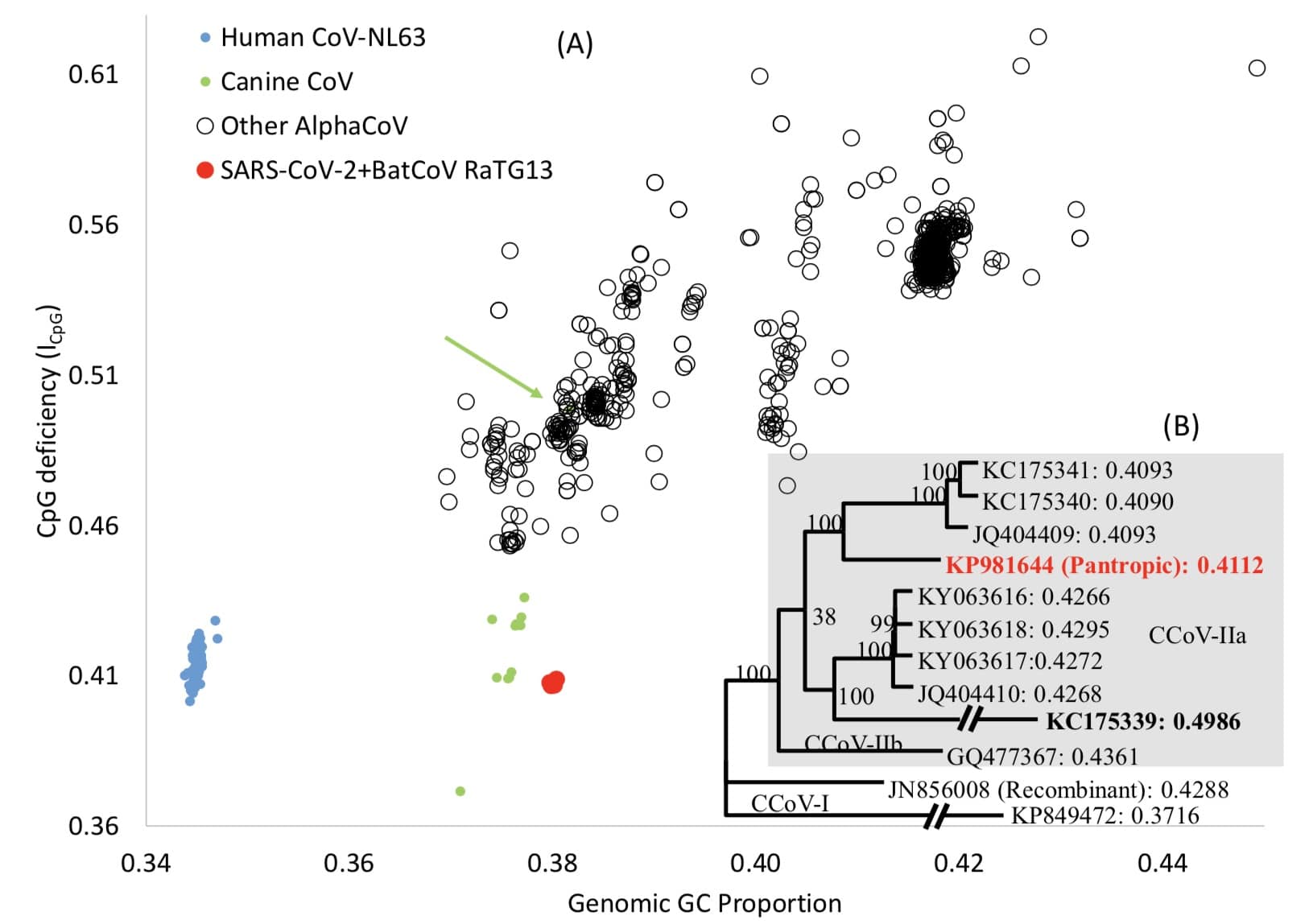 Dog may be intermediate host for new coronavirus, study says