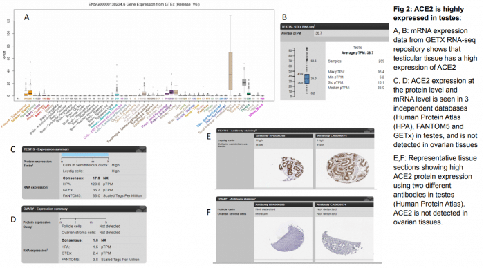 Doctors find out why male patients of Covid-19 more likely to develop into severe cases