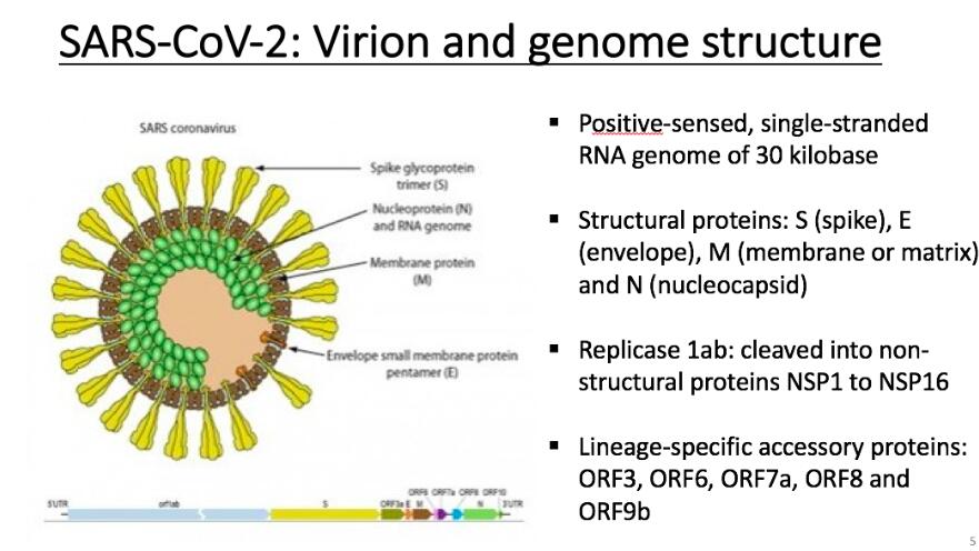 Ultimate explanation: What is a coronavirus? How should humans fight it?