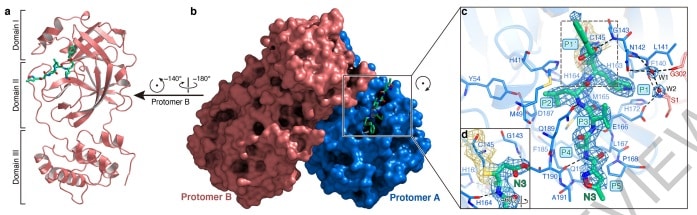 Chinese scientists find 3D structure of new coronavirus's main protease