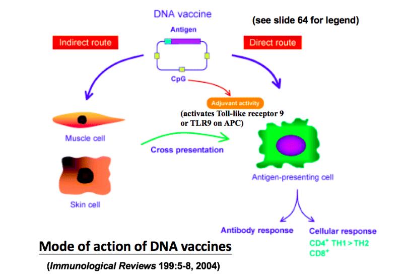 Ultimate explanation: What is a coronavirus? How should humans fight it?