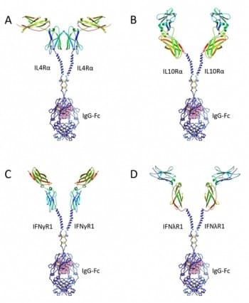 Researchers develop engineered proteins that can mitigate cytokine storms