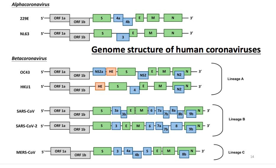 Ultimate explanation: What is a coronavirus? How should humans fight it?