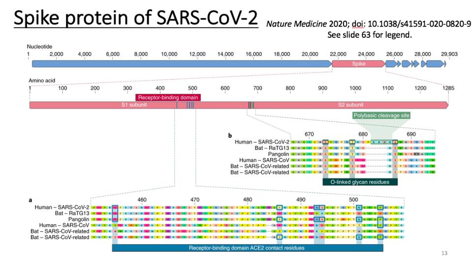 Ultimate explanation: What is a coronavirus? How should humans fight it?