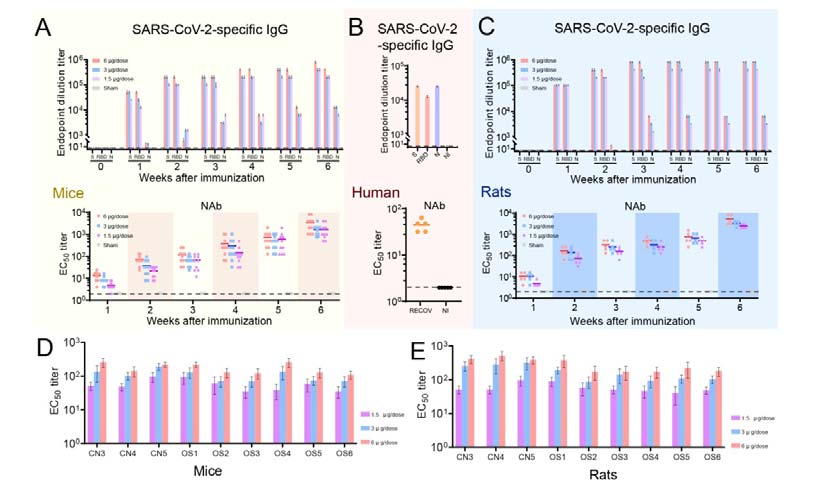 China-made coronavirus vaccine proves effective in rhesus monkeys
