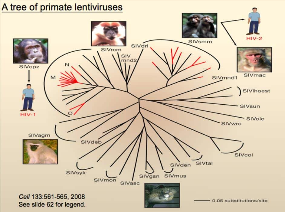 Ultimate explanation: What is a coronavirus? How should humans fight it?
