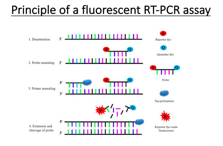 Ultimate explanation: What is a coronavirus? How should humans fight it?