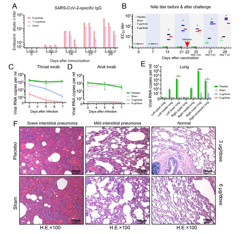 China-made coronavirus vaccine proves effective in rhesus monkeys