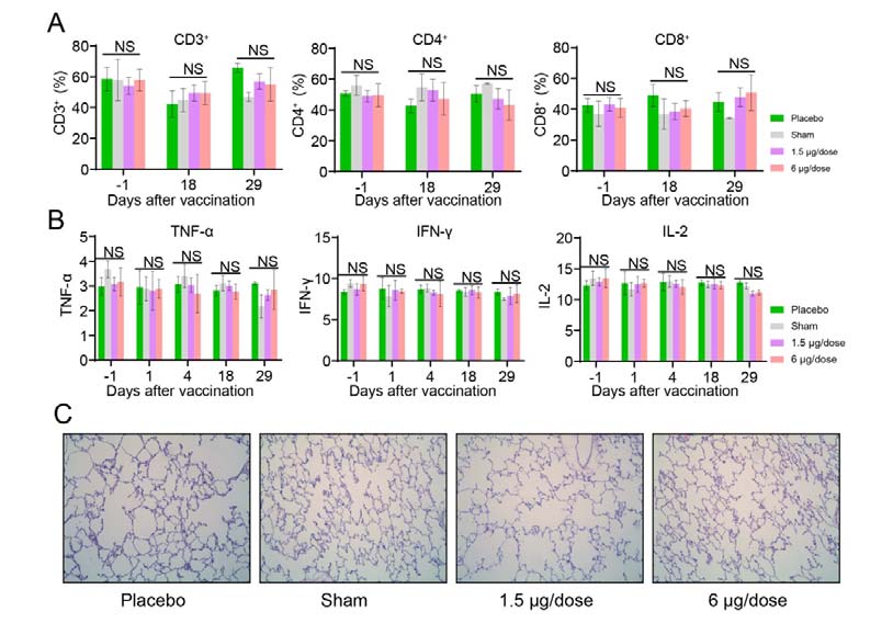 China-made coronavirus vaccine proves effective in rhesus monkeys