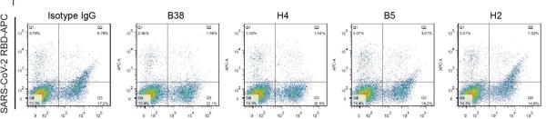 Chinese scholars identify 2 antibodies that block coronavirus invasion