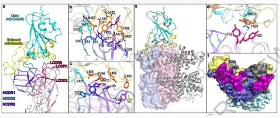 Chinese scientists find potent coronavirus-neutralizing antibody