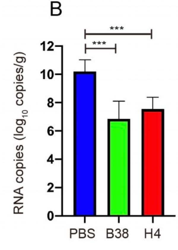 Chinese scholars identify 2 antibodies that block coronavirus invasion