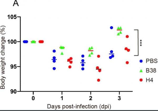 Chinese scholars identify 2 antibodies that block coronavirus invasion