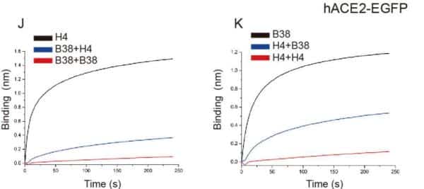 Chinese scholars identify 2 antibodies that block coronavirus invasion