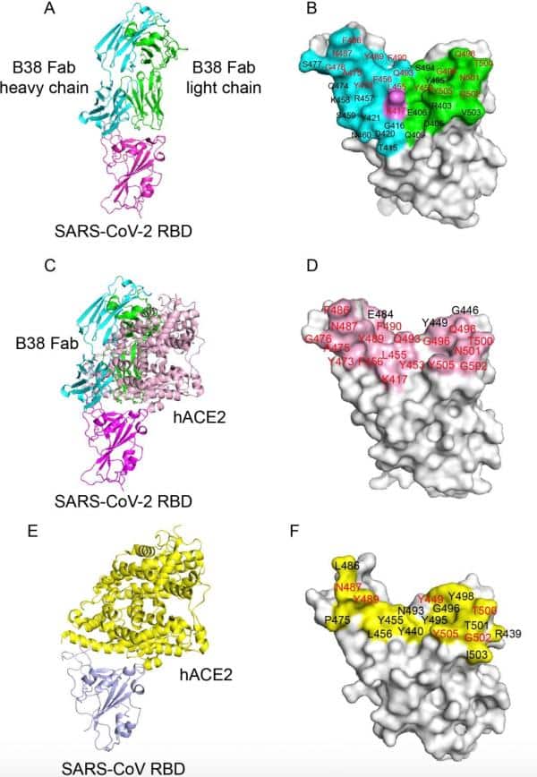 Chinese scholars identify 2 antibodies that block coronavirus invasion