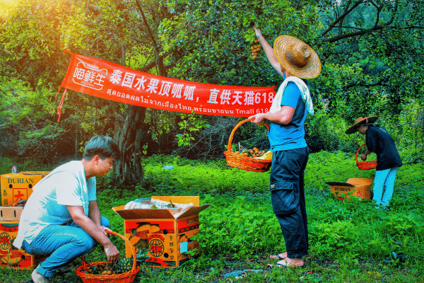 Thai government joins China's mid-year shopping festival with fruit supplies