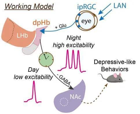 Playing with your phone before bed may make you more prone to depression